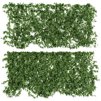 Lush Green Ivy Plants Dense Foliage For Natural Decorative Wall Covering 3d model
