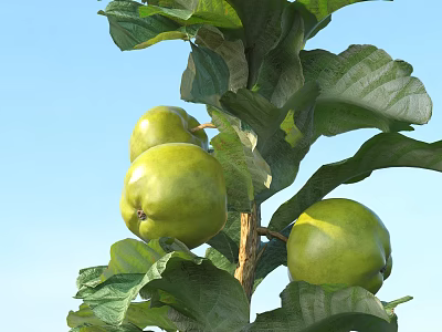 Fresh Green Quinces Hanging on Tree Branches With Lush Leaves Against Blue Sky 3d model