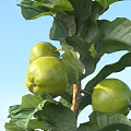 apple green apple fruit 3d model
