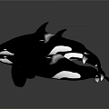 Three Black And White Orcas Swimming In Dark Background With Reflective Surface