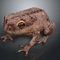 Realistic 3D Frog Model With Reddish Brown Spotted Skin And Yellow Eyes On Gray Background