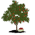 Lush Fruit Arbor Bearing Red Fruits With Basket Under Blue Sky And White Clouds