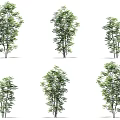 Different Arbor Tree Varieties with Lush Green Foliage Isolated on White Background 3d model