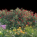 Vibrant Flower Garden With Red Purple Yellow Blooms And Green Foliage