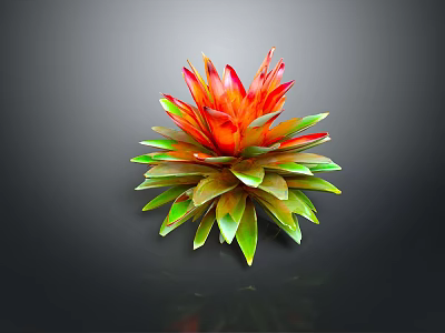 Vibrant Tropical Plant With Red And Green Rosette Leaves 3d model