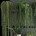 Beautiful Lush Green Hanging Basket Plants With Various Trailing Foliage For Indoor Decor