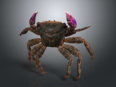 Distinctive Dark Crab With Purple Claws Textured Shell And Segmented Legs 3d model