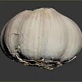 Natural Organic Fresh Whole Garlic Bulb With Purple Stripes On Black Background