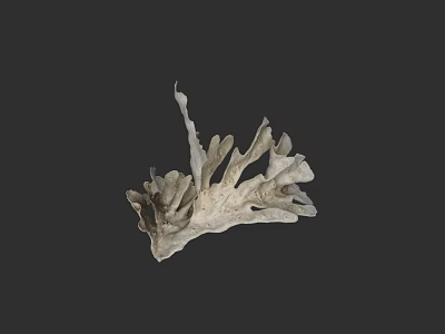 Detailed Botanical Plant Artwork With White Intricate Structure On Gray Background 3d model