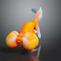 Orange Goldfish With Large Yellow Bubble Cheeks White Tail Tip On Dark Background Reflections 3d model