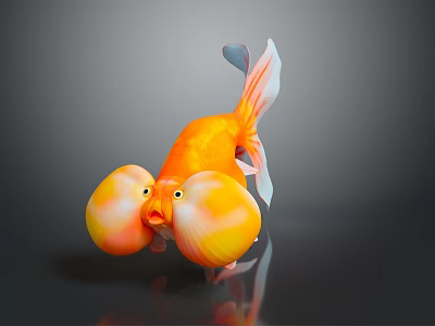 Orange Goldfish With Large Yellow Bubble Cheeks White Tail Tip On Dark Background Reflections 3d model