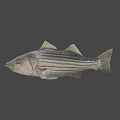 Underwater Scene With Striped Fish Swimming Among Rocks In Aquatic Environment