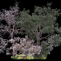 Various Trees Featuring Green Leaves Bare Branches and Trunk Details with Natural Ground Cover