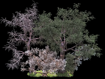 Various Trees Featuring Green Leaves Bare Branches and Trunk Details with Natural Ground Cover 3d model