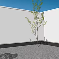 Tall Deciduous Tree in Modern Courtyard with White Walls and Gravel Ground