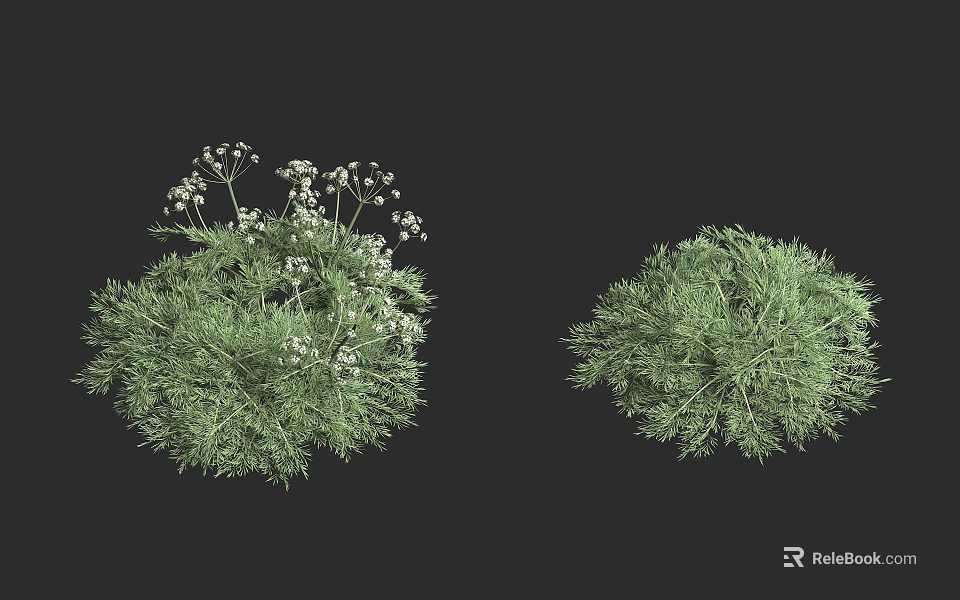 Two Varieties of Garden Shrubs With White Flowers And Dense Green Foliage 3d model 