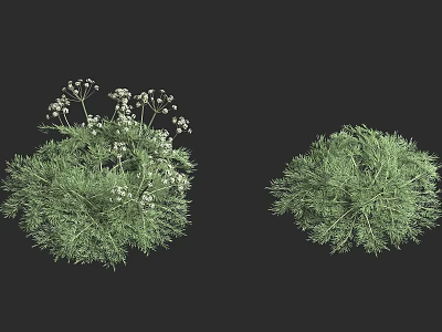 Two Varieties of Garden Shrubs With White Flowers And Dense Green Foliage 3d model