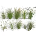 Various Ornamental Grasses With Different Heights And Foliage For Garden Decoration