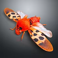 Red Insect with Orange and Black Spotted Wings in Detailed Close up View