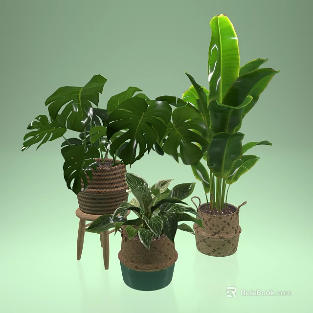 Lush Potted Plants With Monstera Green Leaves Variegated Foliage In Woven Baskets On Wooden Stool 3d model 