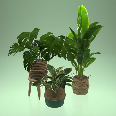 Lush Potted Plants With Monstera Green Leaves Variegated Foliage In Woven Baskets On Wooden Stool 3d model