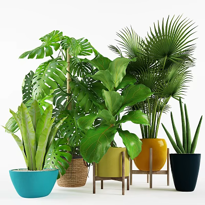 Indoor Potted Plants Decor with Various Green Plants Colorful Pots and Wooden Stands 3d model