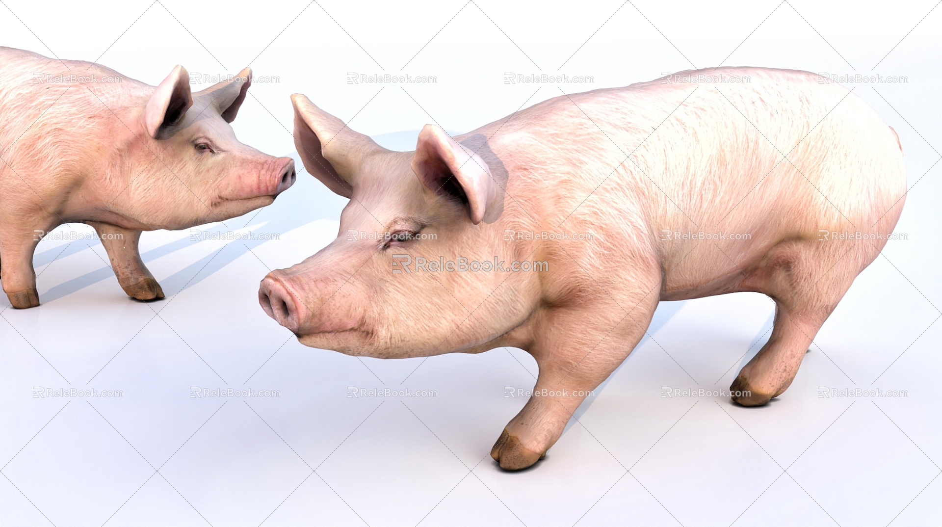 Animal Poultry Boar 3d model