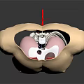 Detailed 3D Medical Head Organs Anatomy Model Showing Internal Structures