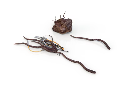 Irregular Brown Organ Mass and Slender Hair Like Fibers with Twisted Thread Structures 3d model