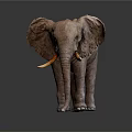 Gray Elephant with Large Ears Long Trunk and White Tusks Standing on Dark Background