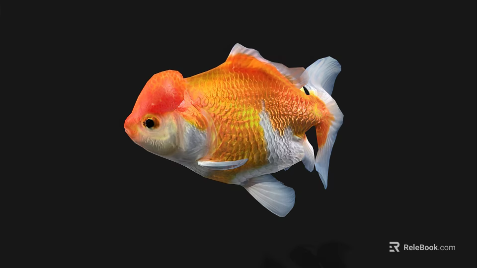 Colorful Goldfish With Red Head And Orange White Scales Swimming Gracefully 3d model 