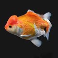 Colorful Goldfish With Red Head And Orange White Scales Swimming Gracefully