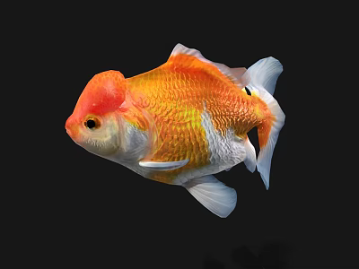 Colorful Goldfish With Red Head And Orange White Scales Swimming Gracefully 3d model