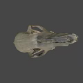 Detailed Animal Skull Specimen In Science Lab Research Environment