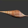 Striking Orange Striped Conch with Long Pointed Tail on Black Background Showing Clear Reflection 3d model