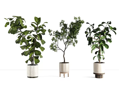 Bonsai Potted Plants With Lush Green Foliage And Various Stylish Pots For Indoor Home Decoration 3d model