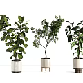 Bonsai Potted Plants With Lush Green Foliage And Various Stylish Pots For Indoor Home Decoration