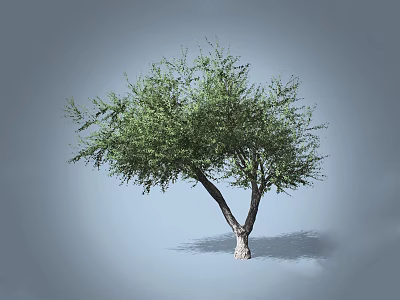Lush Green Arbor With Dual Light Colored Trunks And Dense Foliage Against Gray Background 3d model