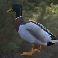 Flying Animal Duck With Green Head Yellow Beak White Belly On Grassy Field