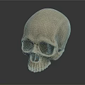 Realistic Human Skull 3D Rendering with Anatomical Features Related to Hair Growth
