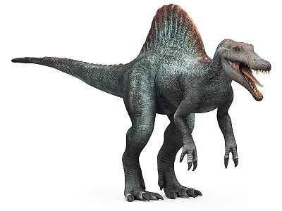 Realistic Sail Backed Spinosaurus Dinosaur Standing With Open Mouth 3D Rendering 3d model