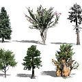 Various Trees With Different Leaves Pink Flowers And Unique Trunk Structures 3d model