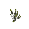 Beautiful Vibrant Green Plants With Yellow Flower Spikes And Fresh Green Leaves