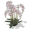 Bonsai Potted Plant with Pink and White Orchid Flowers Green Leaves and Dark Pot