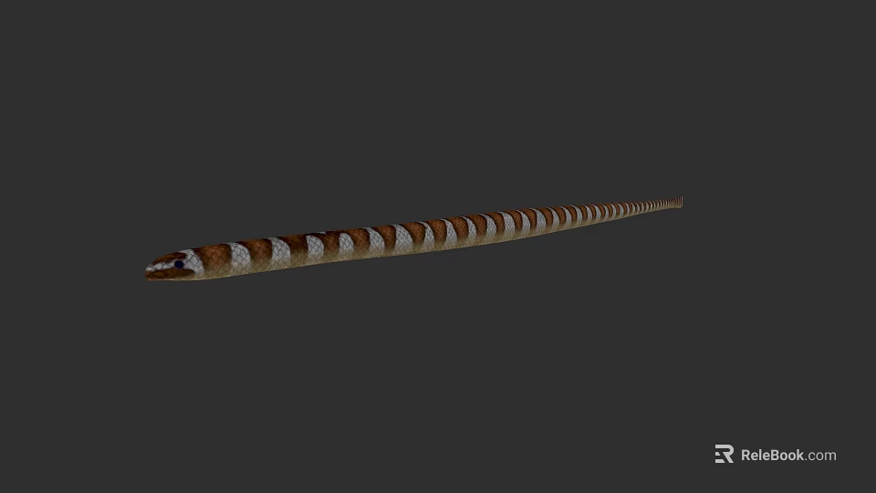 Aquatic Snake With Brown And White Stripes And Long Slender Body 3d model 