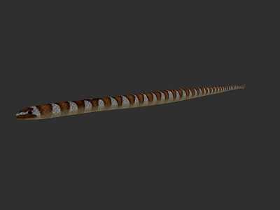 Aquatic Snake With Brown And White Stripes And Long Slender Body 3d model