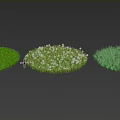 Three Different Round Shaped Grass Patches With White Flowers And Green Foliage