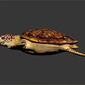 Sea Turtle With Red Orange Shell And Patterned Flippers In Swimming Pose Against Dark Background 3d model