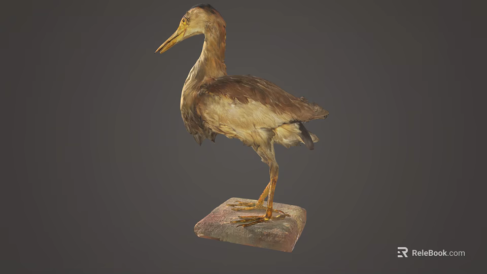 Detailed View of Brown and White Wading Bird Standing on Stone Base 3d model 