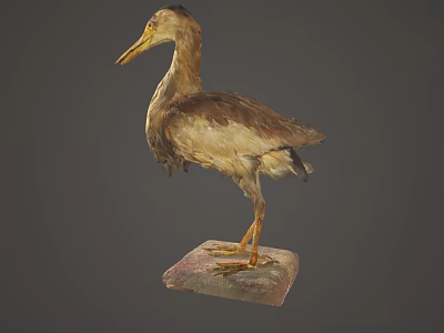 Detailed View of Brown and White Wading Bird Standing on Stone Base 3d model
